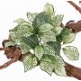 Fittonia artificial MOLARA con vara de fijación, verde-blanco, 25cm