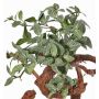 Fittonia de plástico NIKLAUS, con vara de fijación, ignífugo, verde-blanco, 30cm