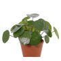 Planta china del dinero artificial MAXIMILIAN sobre palo, verde, 30cm