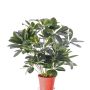 Schefflera sintética LUKAS en maceta decorativa, verde, 55cm