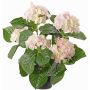 Hortensia flor artificial TEMARI, blanco-rosa, 40cm, Ø10-12cm