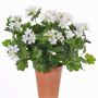 Geranio artificial BERENIKE con vara de fijación, zona protegida, blanco, 40cm, Ø5-8cm