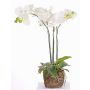 Orquídea Phalaenopsis sintética MARGIT en el mundo, blanco, 65cm