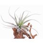Tillandsia Stricta artificial ADELE sobre palo, verde-gris, 25cm, Ø20cm