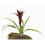 Guzmania artificial ANELY con flores, con vara de fijación, rojo, 40cm