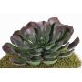 Aeonium artificial BARBARA en bastón, rojo-verde, 15cm, Ø25cm