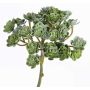 Echeveria artificial BLAIR con barra para fijación, verde, 20cm, Ø10cm