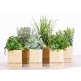 Mix de plantas aromáticas artificiales CHUCK en maceta de papel, verde, 6 unidades, 15-25cm