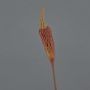 Bulbinella artificial TALUNA, marrón-naranja, 65cm, Ø6cm