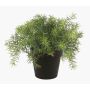 Asparagus sprengeri de plástico YANIS, 15cm