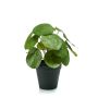 Planta china del dinero artificial SYBIL, verde, 20cm