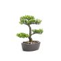 Bonsai artificial de planta china del dinero WIEVE en cuenco, 30cm