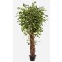 Ficus benjamina artificial ADOLFO, troncos naturales, verde, 205cm