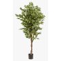 Ficus benjamina artificial BARTOLO, tronco real, verde, 170cm