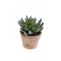 Sedum rupestre artificial EROS en maceta de terracota, verde, 15cm