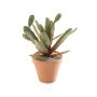 Cactus de Navidad artificial PINACATE, maceta de terracota, verde-marrón, 25cm