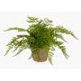 Helecho hembra artificial MELLEA en maceta de terracota, verde, 25cm
