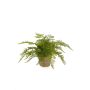 Helecho hembra artificial MELLEA en maceta de terracota, verde, 25cm