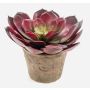 Echeveria pelusida artificial OAXACA en maceta de terracota, roja, Ø20cm