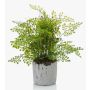 Helecho de adiantum de plástico SANTINA en maceta de cemento, verde, 30cm