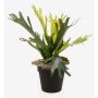 Helecho de platycerium artificial LENNON, verde, Ø35cm