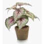Begonia rex artificial MEIRA en maceta de terracota, verde-rosa, 25cm