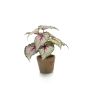 Begonia rex artificial MEIRA en maceta de terracota, verde-rosa, 25cm