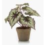 Begonia rex artificial MEIRA en maceta de terracota, verde-violeta, 25cm