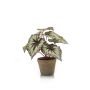Begonia rex artificial MEIRA en maceta de terracota, verde-violeta, 25cm