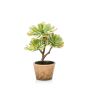 Planta artificial de echeveria MIRARI en maceta decorativa, verde, 30cm