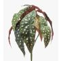 Begonia maculata artificial ELISEIA en vara de ajuste, verde-blanco, 30cm