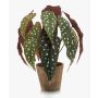 Begonia maculata artificial ELISEIA, maceta de terracota, verde-blanco, 30cm