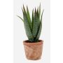 Aloe variegata artificial MARTINEZ en maceta de terracota, verde, 20cm, Ø17cm