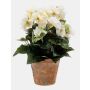 Begonia artificial DOBRADA en maceta de terracota, crema, 25cm
