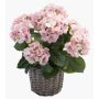 Hortensia artificial JONE en cesta, rosa, 45cm