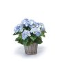 Hortensia artificial JONE en cesta, azul, 45cm