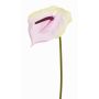 Anthurium artificial MOIRA, crema-rosa, 75cm, 13x18cm