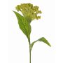 Celosia cristata artificial ANUBIS, verde-amarillo, 60cm, Ø13cm