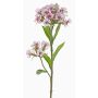 Clavel del poeta sintético ARCHIE, crema-fucsia, 60cm, Ø8-14cm