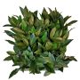 Seto artificial de laurel / Jardín vertical FOXI, zonas resguardadas, 25x25cm