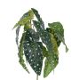 Begonia maculata artificial HANSE en vara de fijación, verde-blanco, 40cm
