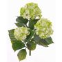 Hortensia artificial SAIRA, en vara de fijación, zonas resguardadas, verde-crema, 40cm, Ø11-13cm