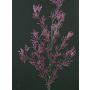 Rama de alerce artificial FLEKY, brillo, lila, 75cm