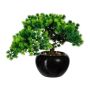 Árbol decorativo bonsái alerce DALUP en maceta de cerámica, raíces, 26 cm