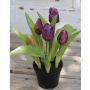 Tulipán artificial LEANA en maceta decorativa, violeta-verde, 20cm, Ø2-4cm