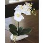 Orquídea Phalaenopsis decorativa ZARMINAH, en maceta de cerámica, blanca, 30cm