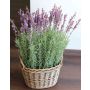 Flor artificial Lavanda ILLAOI en cesta de mimbre, lila, 55cm