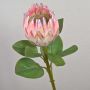 Rama decorativa de protea real TANIEKA, rosa-blanca, 65 cm