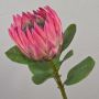 Rama decorativa de protea real TANIEKA, rosa-verde, 65 cm
