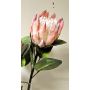 Rama decorativa de flores Protea real TANIEKA, rosa-blanco, 70 cm